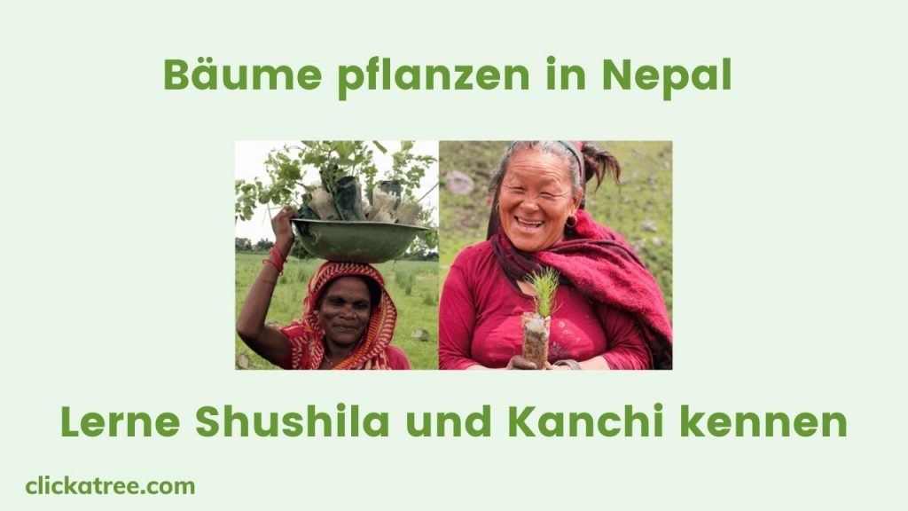 Bäume Pflanzen in Nepal Lerne Shushila und Kanchi kennen 1