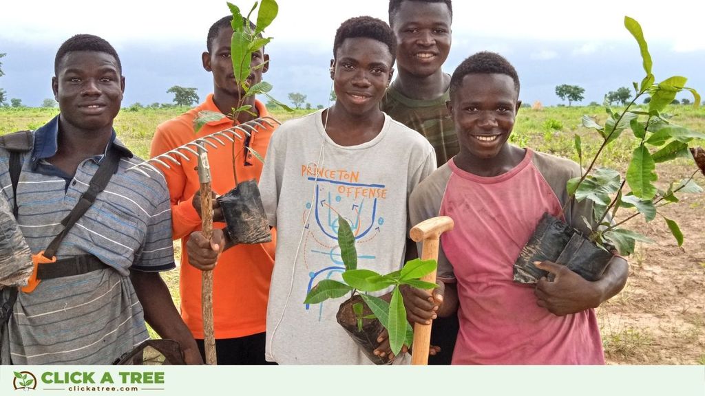 Baume pflanzen in Ghana Click A Tree4