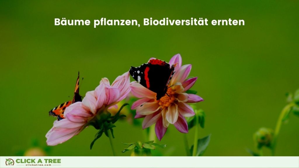 Holistische Aufforstung: Das Pflanzen von Bäumen mit Click A Tree hilft der Biodiversität