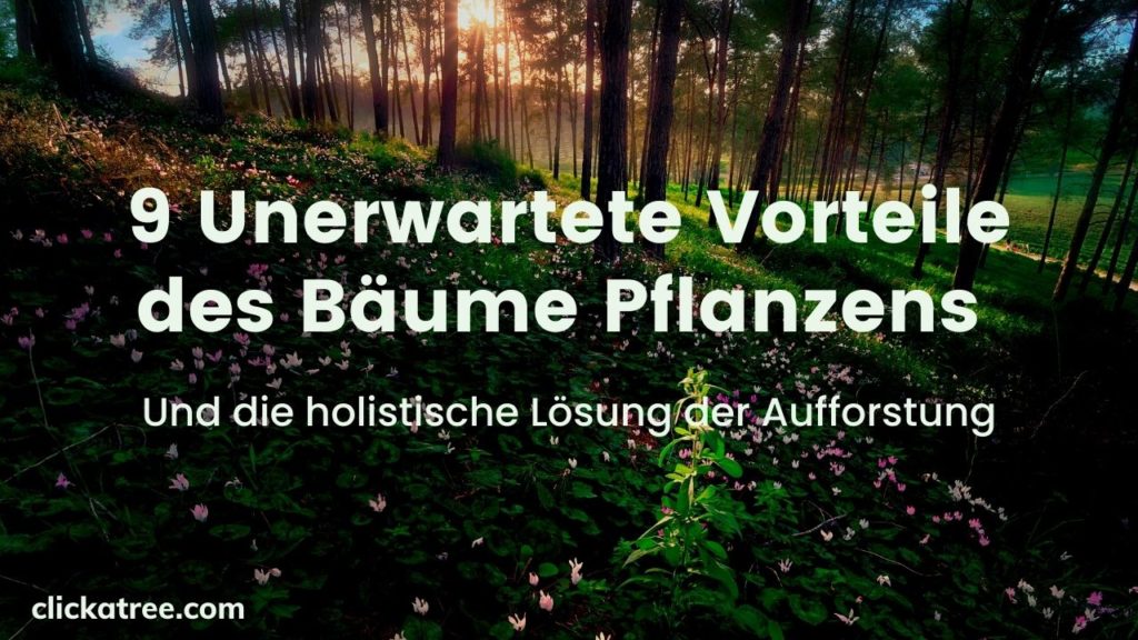 Unerwartete Vorteile des Bäume Pflanzens und die holistische Lösung der Aufforstung von Click A Tree