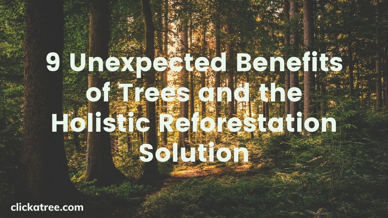 9 Unexpected Benefits of Trees and the Holistic Reforestation Solution