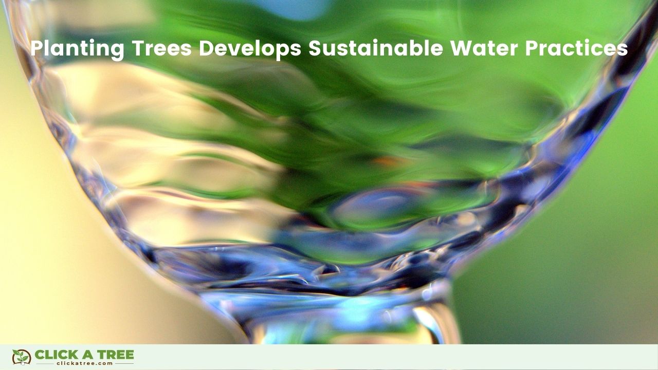 Planting trees develops sustainable water practices.