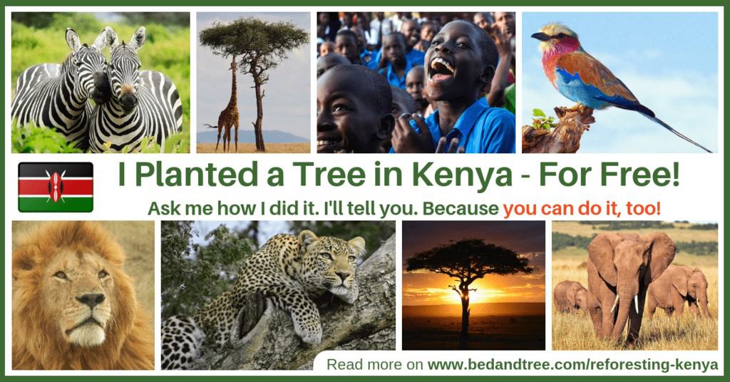 B'n'Tree Reforesting Kenya for free I just planted a tree in Kenya