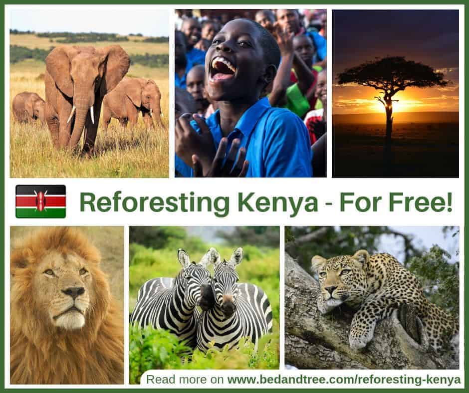 B'n'Tree Reforesting Kenya for free Why How and Where bedandtree plants trees in Kenya
