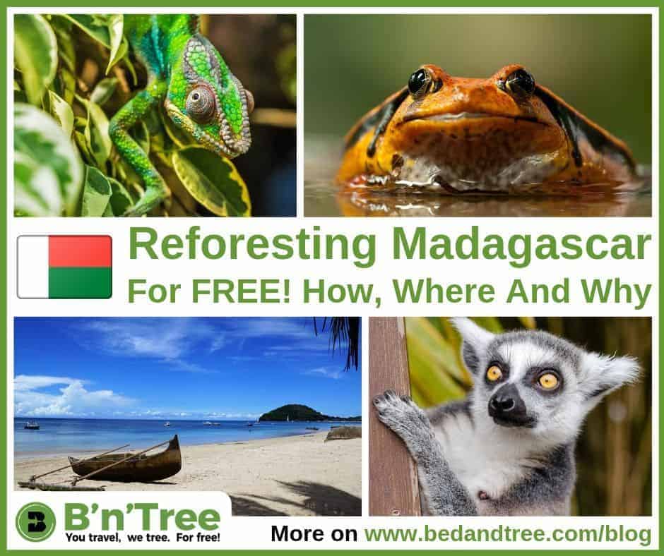B'n'Tree Reforesting Madagascar for free Why How and Where bedandtree plants trees in Madagascar
