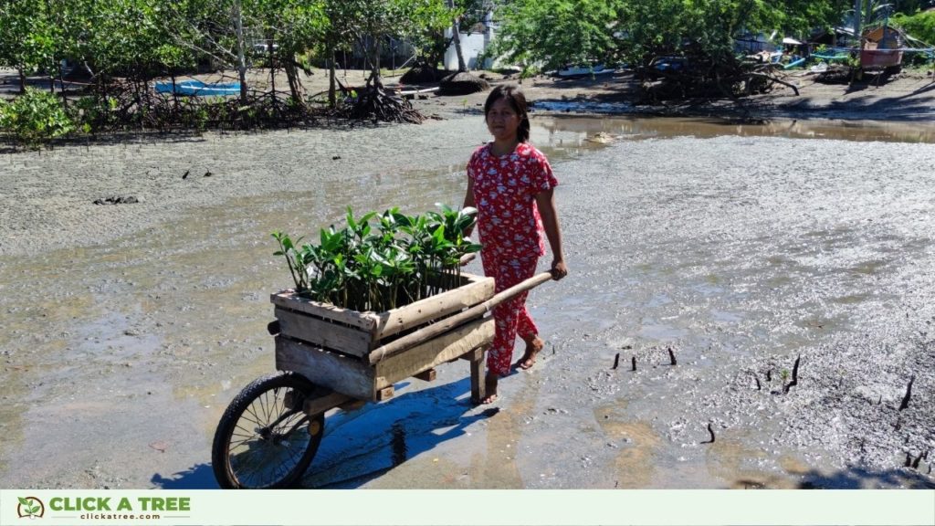Our colleagues planting the mangrove seedlings in the Philippines.