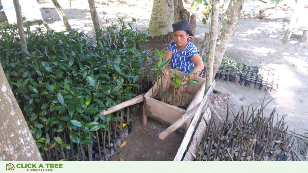 Our colleagues planting the mangrove seedlings in the Philippines