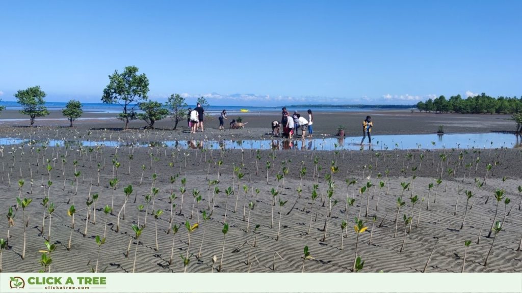 Our colleagues planting the mangrove seedlings in the Philippines.