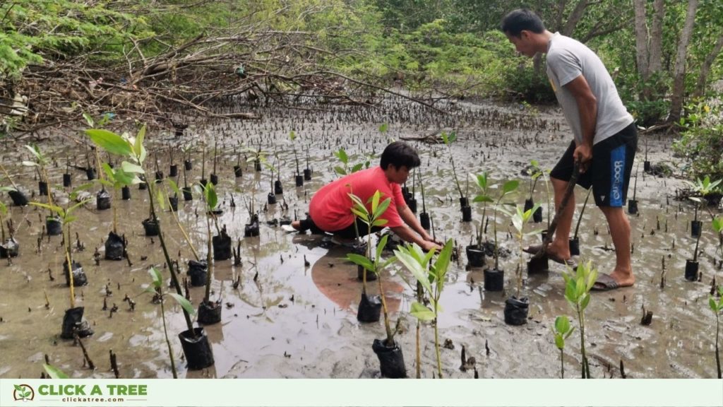 Click A Tree's colleagues in the Philippines planting mangrove trees