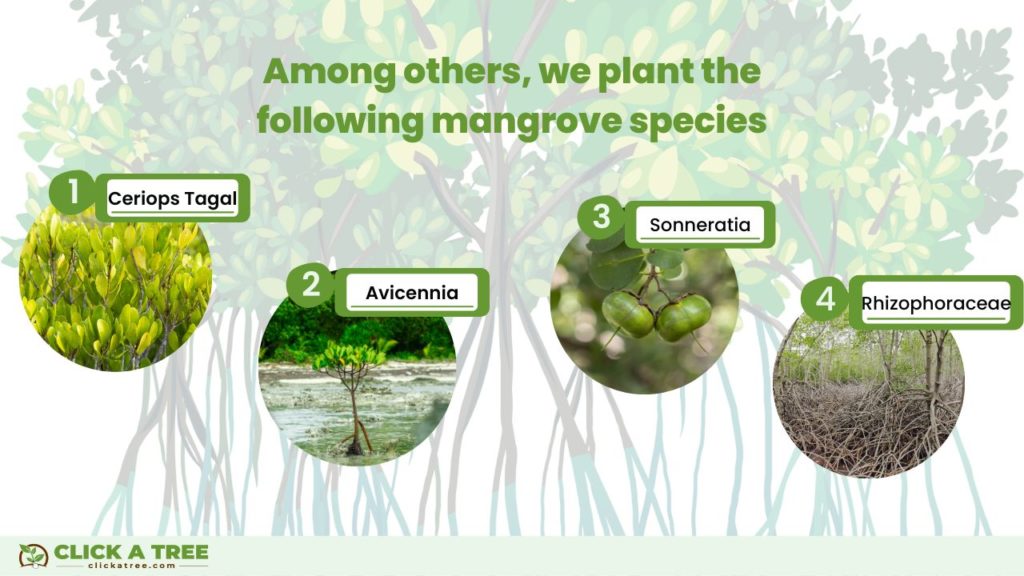 The mangrove species, that Click A Tree plants in the Philippines.