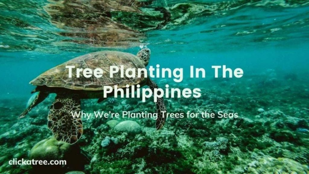 Tree Planting in The Philippines - How Click A Tree plants trees for the seas.