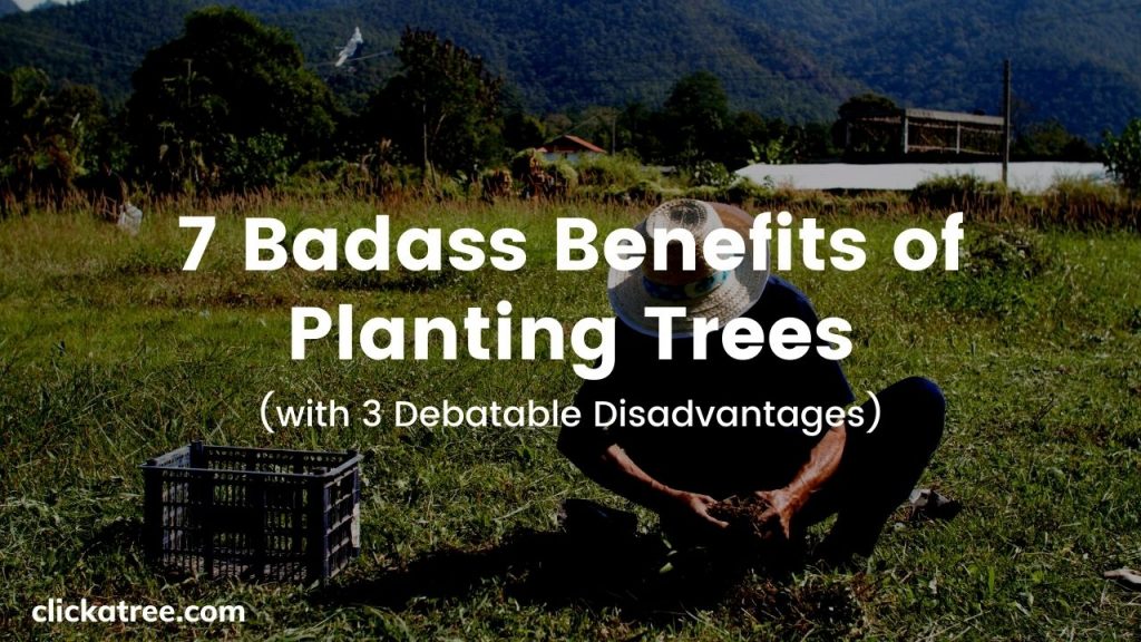 7 Badass Benefits of Planting Trees by Click A Tree