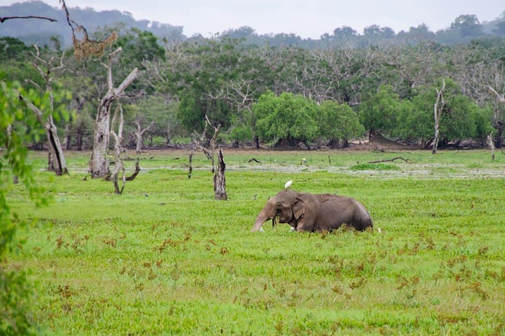 Click A Tree Elephant Story elephant Tan Goes To Town We Need To Plant More Trees 007