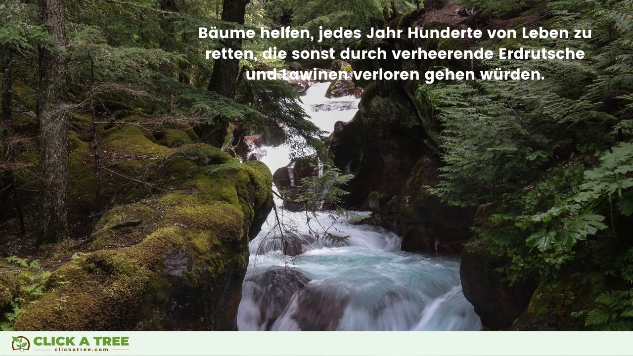 Gründe, Bäume nicht zu fällen: Bäume stoppen Lawinen und Landrutschen.