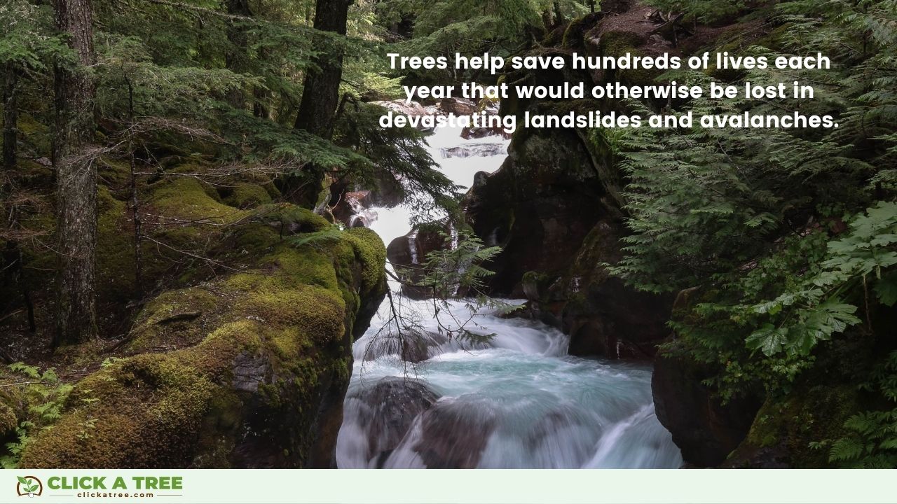 Reasons to not cut down trees: Trees stop avalanches and landslides.