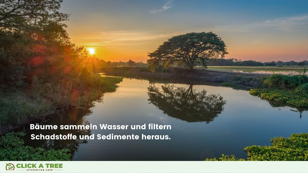 Gründe, Bäume nicht zu fällen: Bäume sind wichtig für unseren Wasserkreislauf.