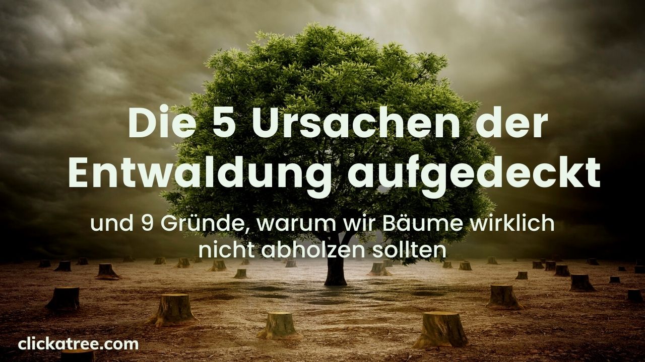 Die 5 Ursachen der Entwaldung aufgedeckt und 9 Gründe, warm wir Bäume nicht abholzen sollten