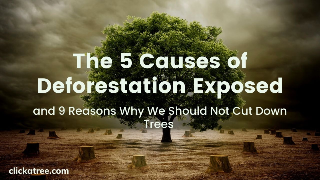 The 5 Causes of Deforestation Exposed and 9 Reasons Why We Shouldn't Cut Down Trees
