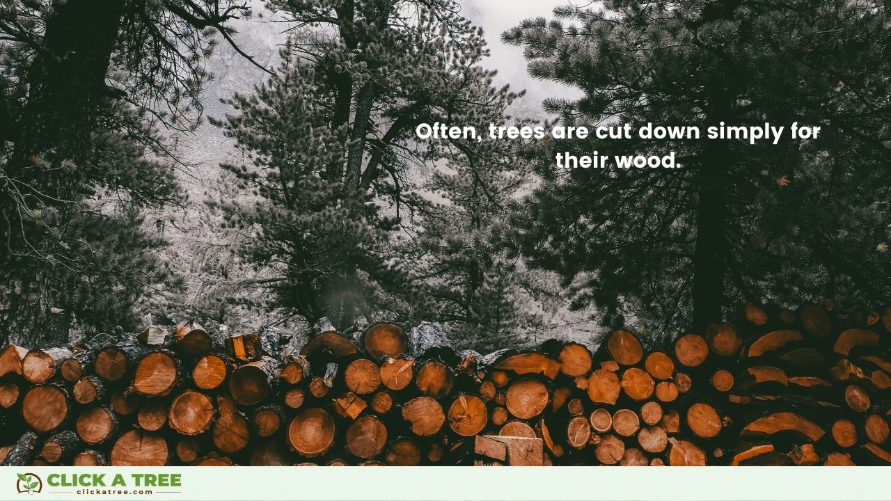 Causes of Deforestation: Timber Logging
