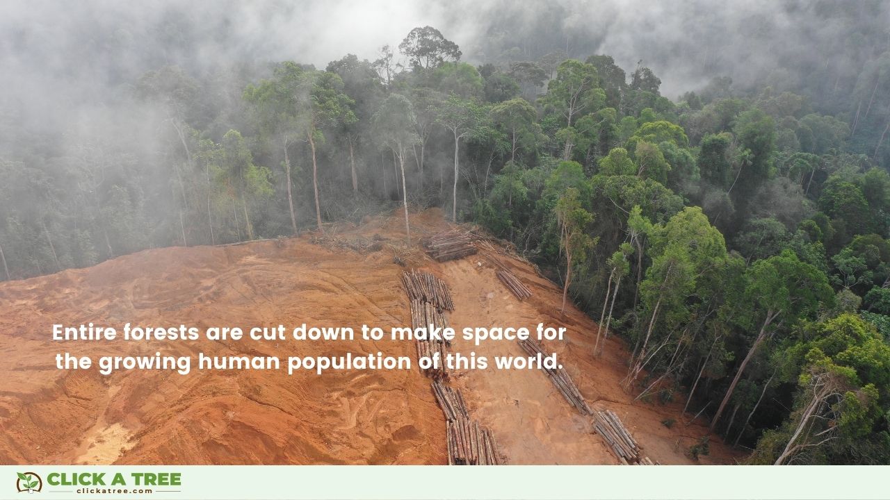 Causes of Deforestation: Human Expansion and Infrastructure