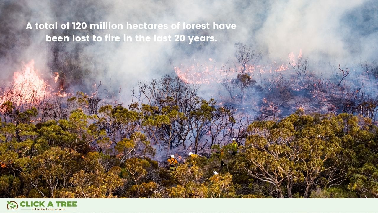 Forest loss through wild fires.