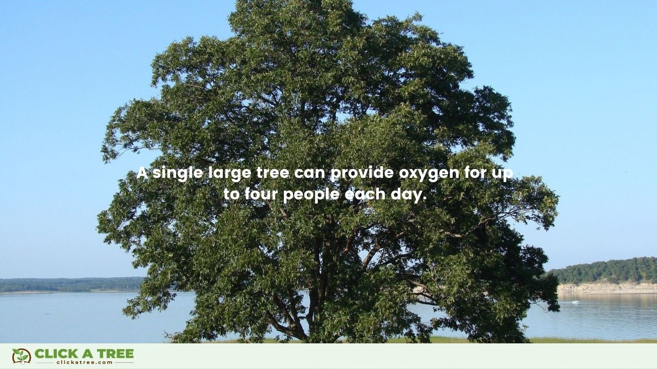 Reasons to not cut down trees: Trees provide oxygen.