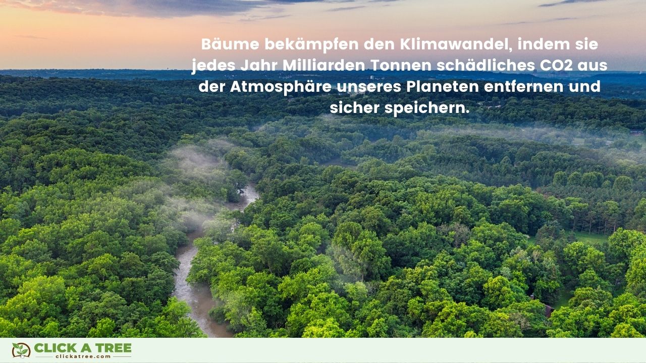 Gründe, Bäume nicht zu fällen: Bäume bekämpfen den Klimawandel.