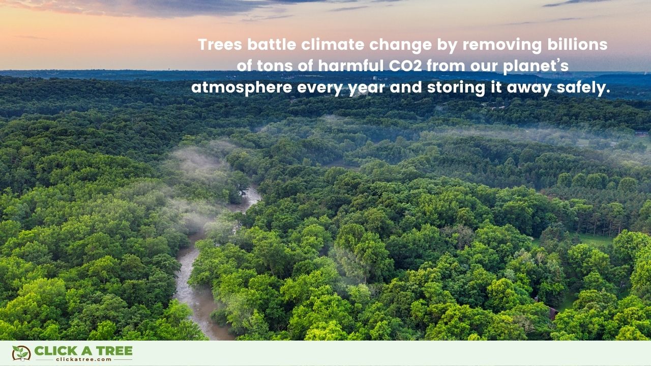 Reasons to not cut down trees: Trees fight climate change.
