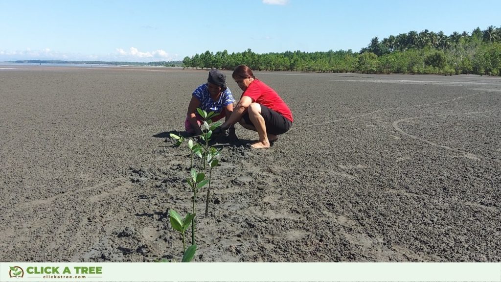 Our colleagues planting the mangrove seedlings in the Philippines.
