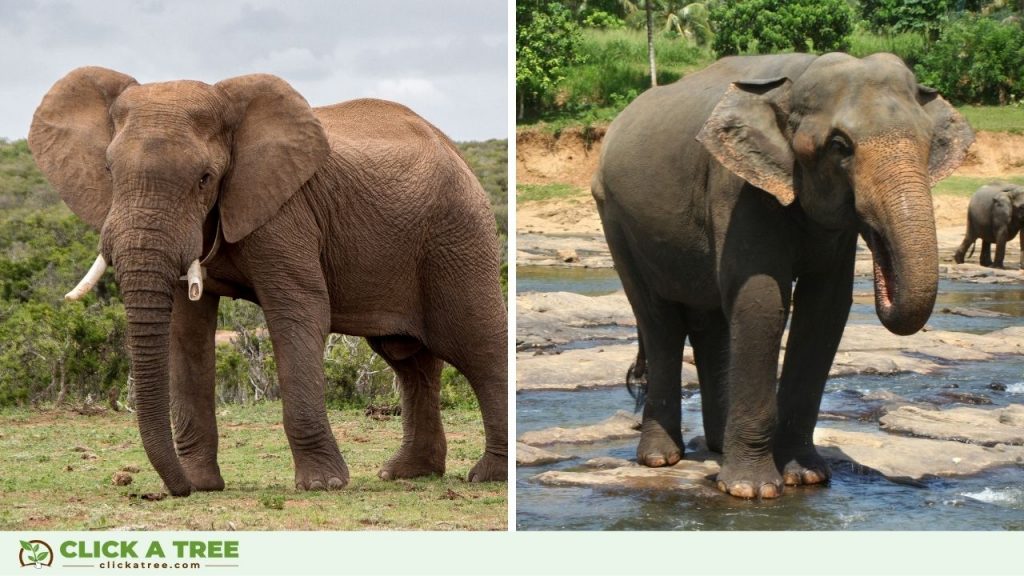 Difference between african and asian elephants.