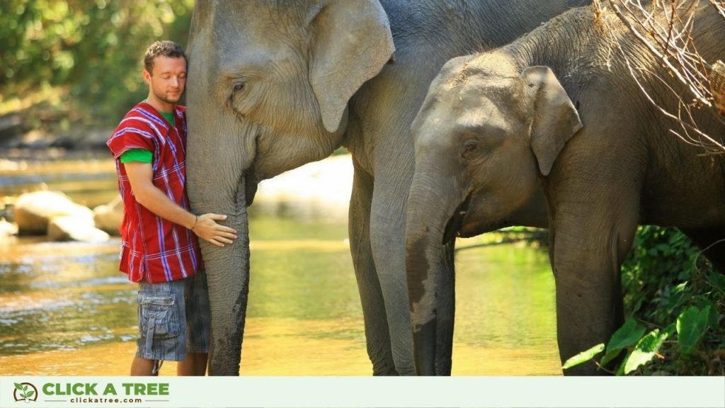 Click A Tree Founder, Chris Kaiser, in Thailand with Elephants