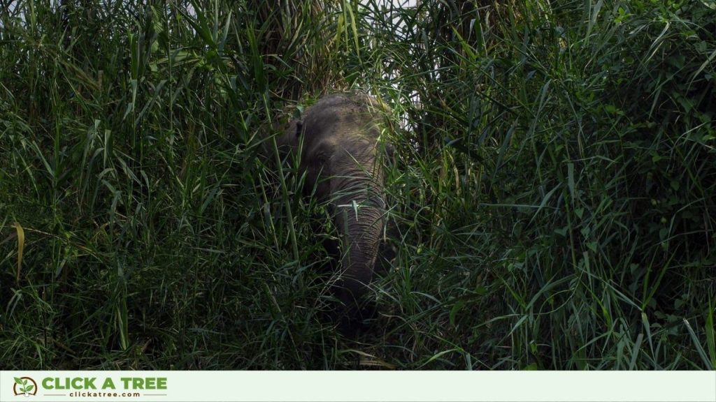 Elephant Hiding in the Bush