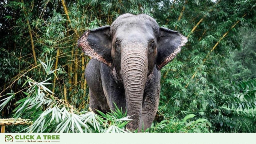 Elephant Fact 3: Elephants have a big smelling sense