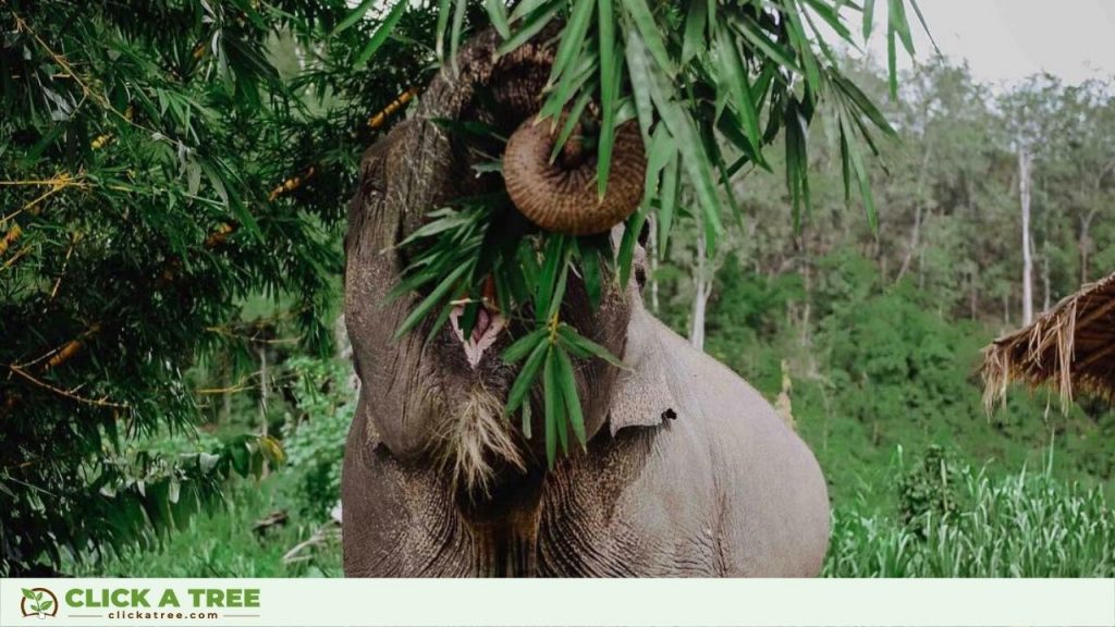 Elephant Fact 2: They Upcycle Old Forests