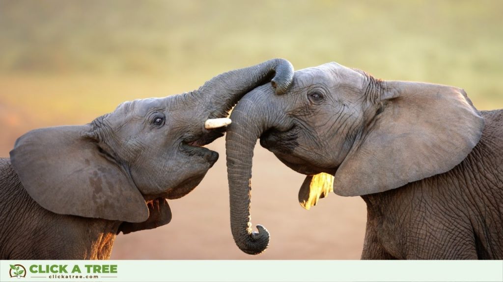 Elephant Babies Playing.