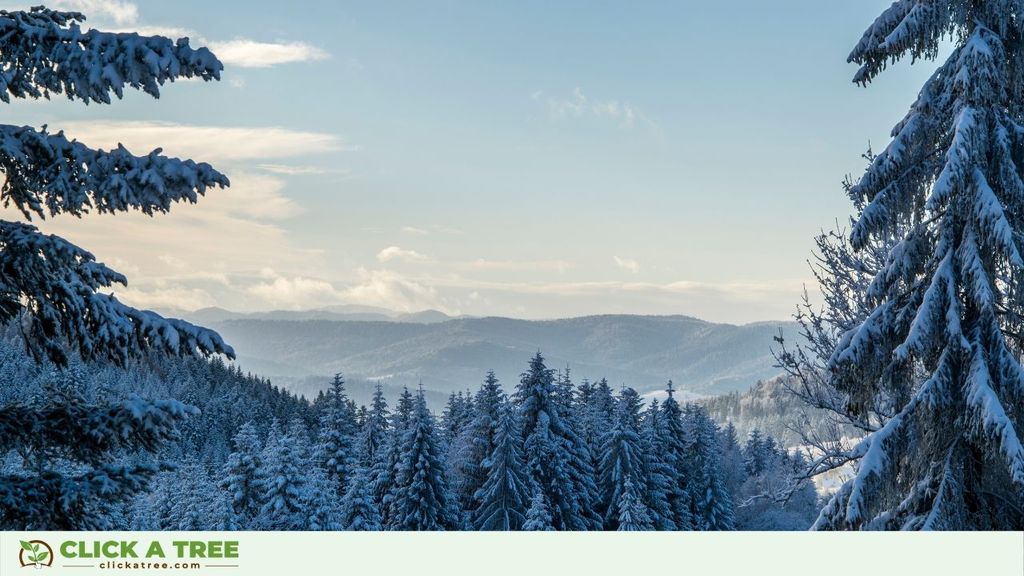 Eco Friendly Winter Activities 2020 Click A Tree Scavanger Hunt