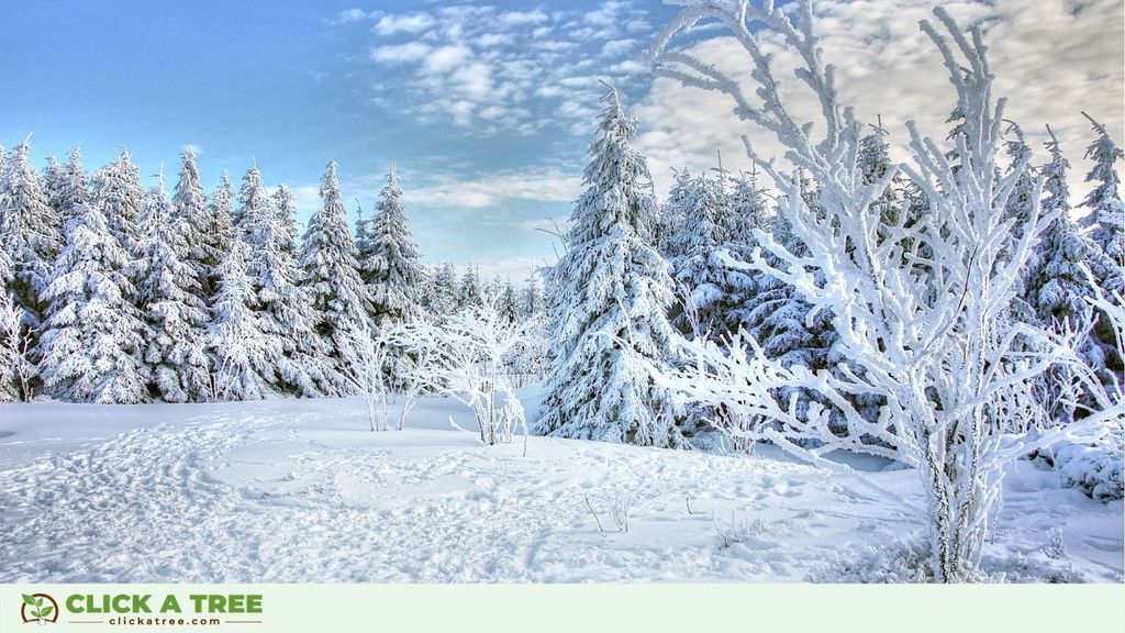 Eco Friendly Winter Activities 2020 Click A Tree Snow Show Hike