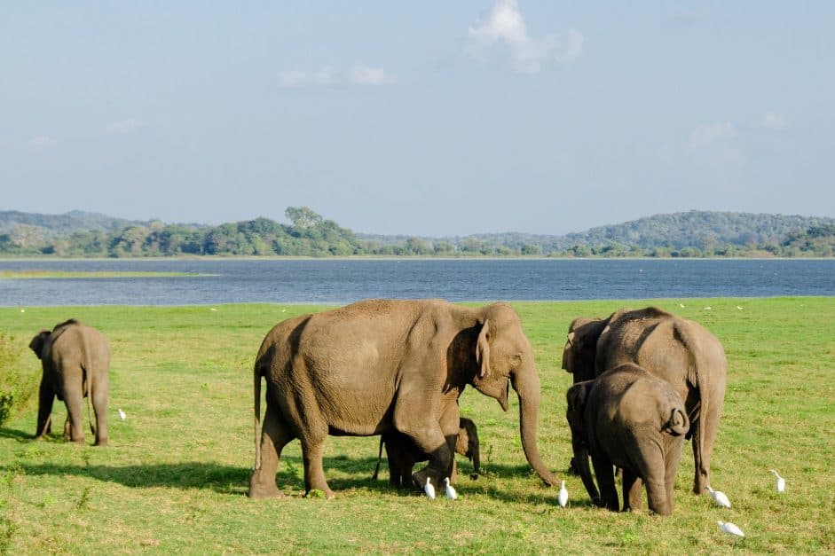 Elephant Tan Goes to Town - A Modern-Day Tale. The herd are delighted to find healthy, thriving areas for them to live in.