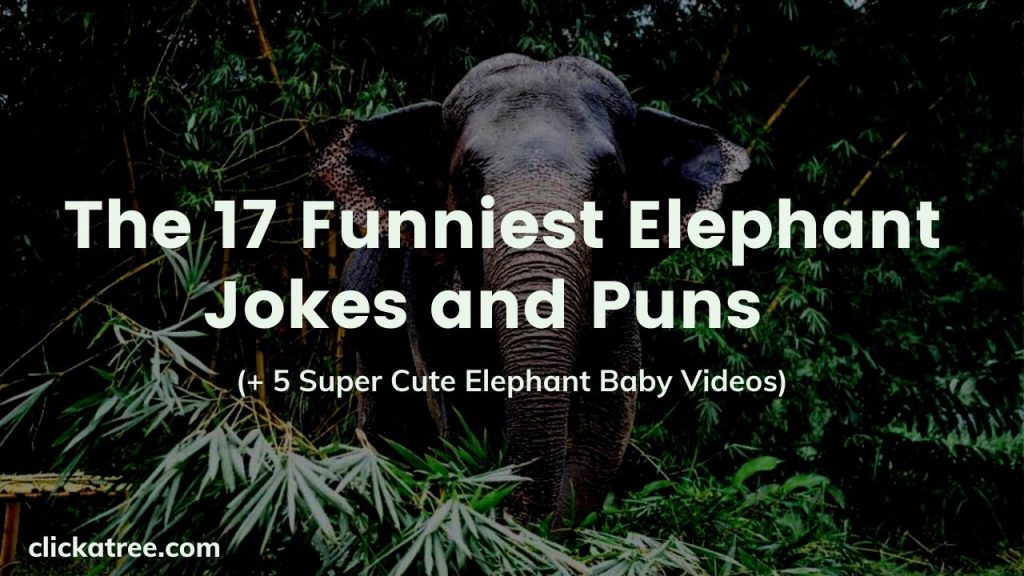 The 17 Funniest Elephant Jokes and Puns Curated by Click A Tree