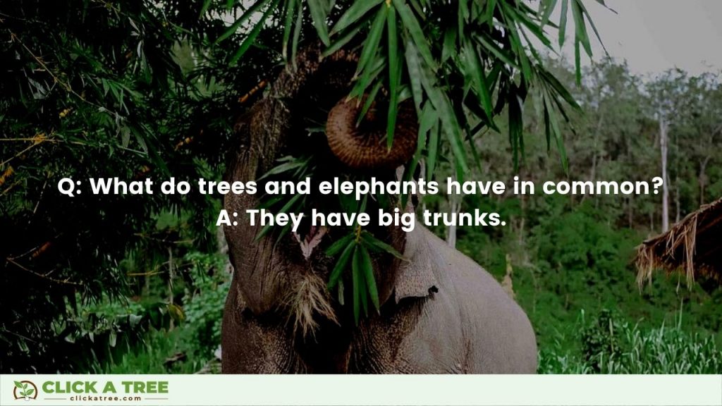 Elephant Jokes - What do elephants and trees have in common? By Click A Tree