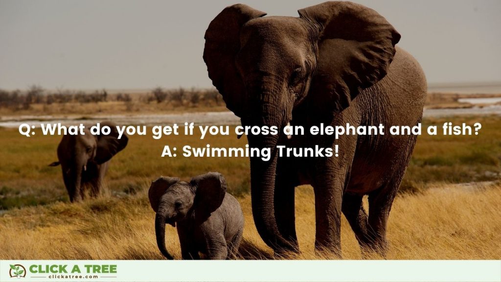 What do you get when you cross an elephant and a fish? Elephant Jokes curated by Click A Tree