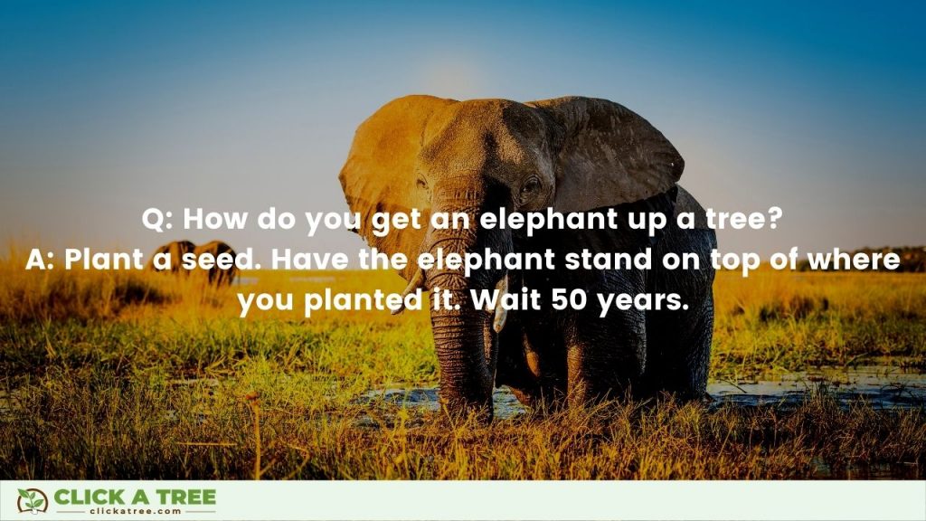 How do you get an elephant up a tree? Elephant Jokes Curated by Click A Tree