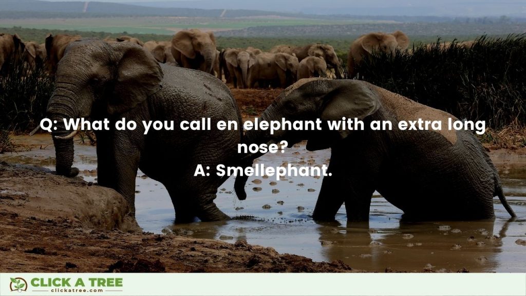 What do you call an elephant with an extra long nose? Elephant Jokes Curated by Click A Tree
