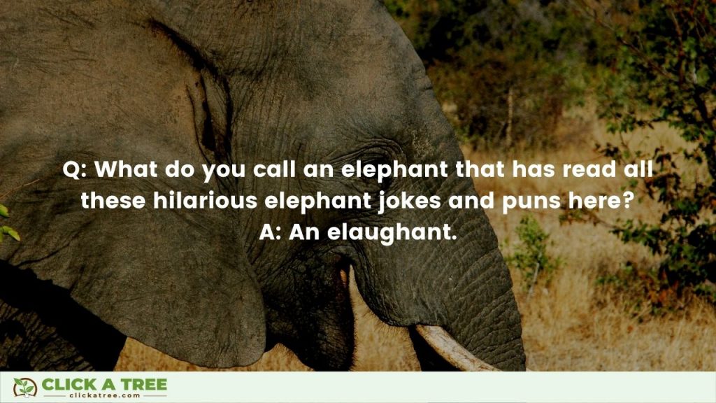 Elephant Jokes Curated by Click A Tree - What do you call an elephant that has read all these hilarious elephant jokes and puns here?