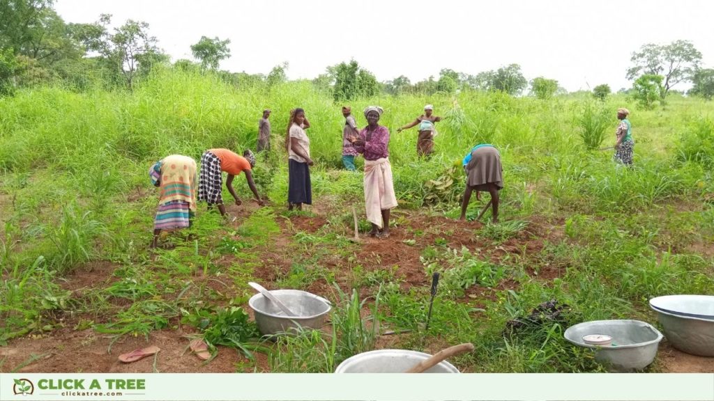 Click A Tree's ganzheitlich nachhaltiges Aufforstungsprojekt in Ghana