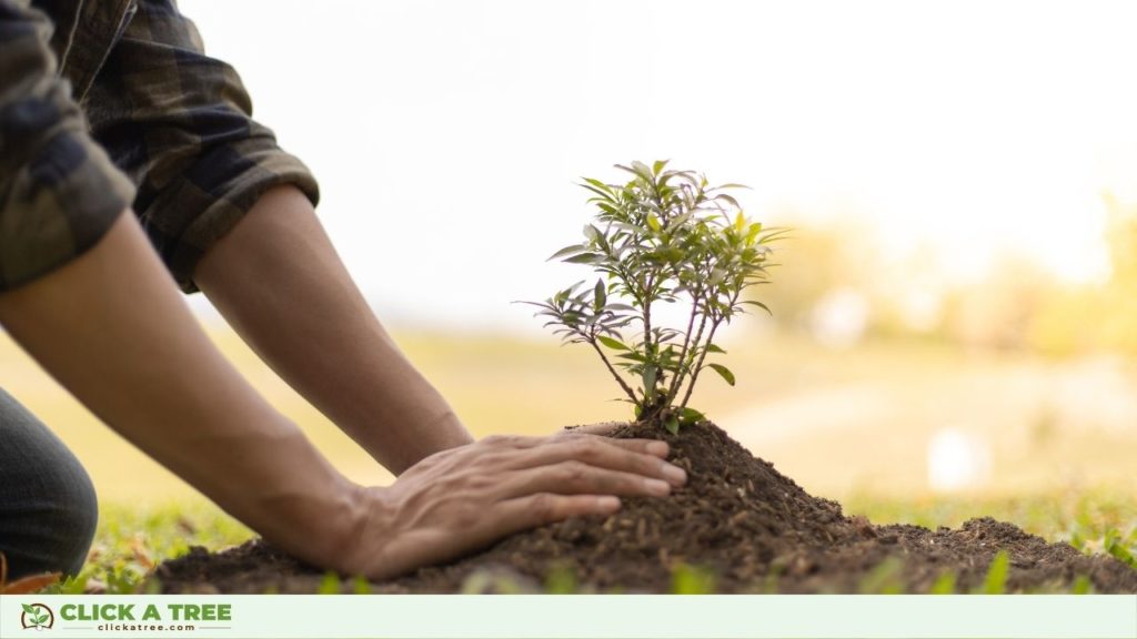 Ein Baum wird gepflanzt.