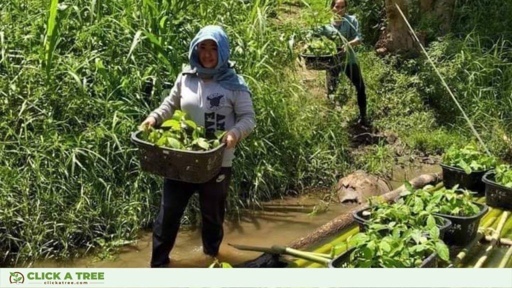 Click A Tree's Projekt in Thailand - Lebensraum für Elefanten kreieren