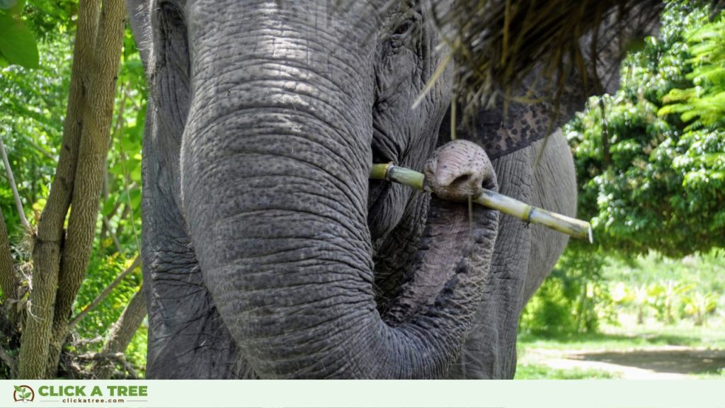 Click A Tree's Aufforstungsprojekt in Thailand schafft Lebensräume für Elefanten.