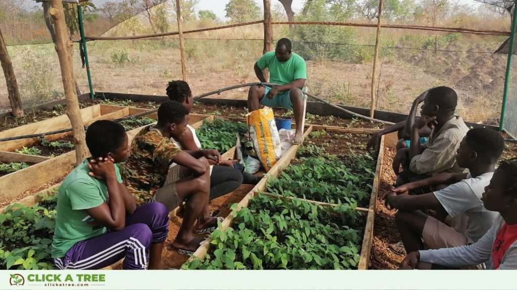 Click A Tree's Aufforstungsprojekt in Ghana unterstützt gleichzeitig eine Unternehmerschule