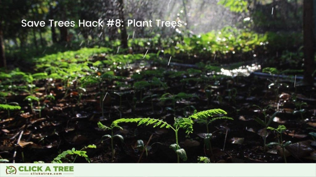 Save Trees Hack #8: Plant Trees
